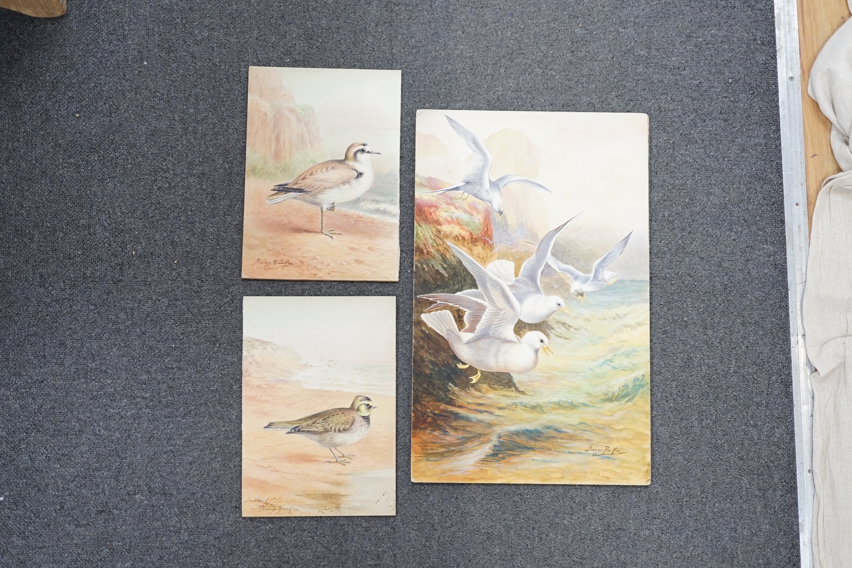 George James Rankin (British, 1864-1937), four watercolour designs for postcards, British Birds; Kentish Plover, Shorelark, Seagulls Flying & Common Gulls, signed, 27 x 19cm (3) and 46 x 30cm (1)